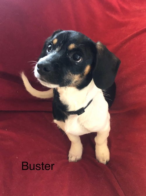 Buster