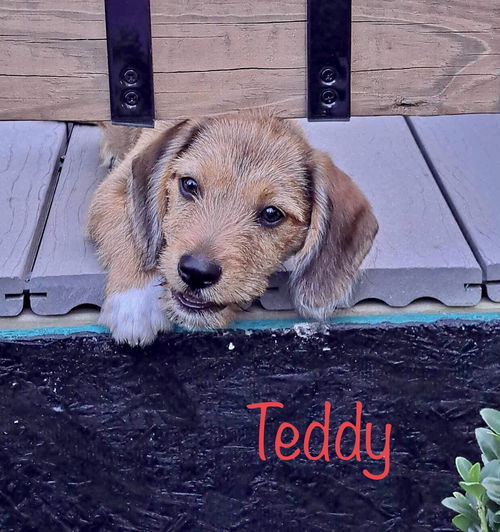 Teddy