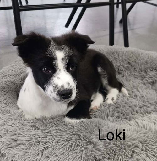 Loki