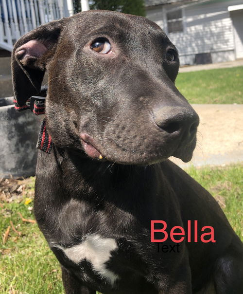 Bella