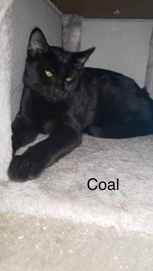 Coal