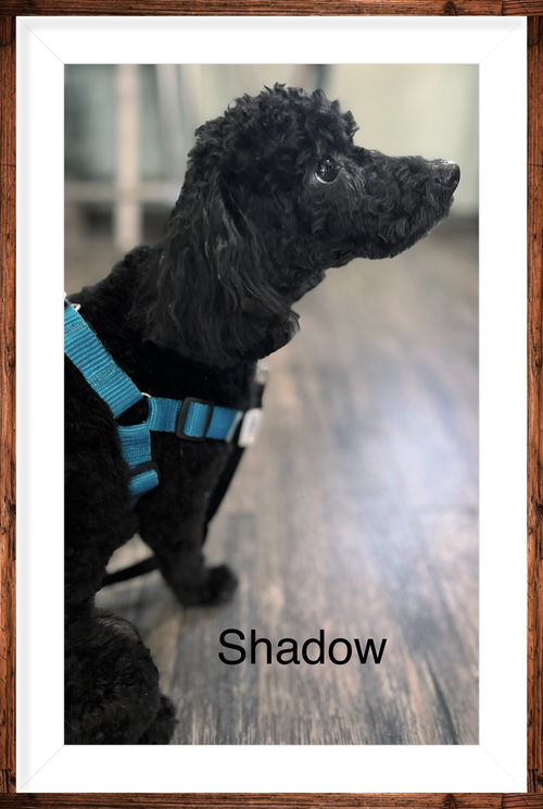 Shadow