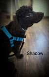 Shadow