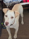 Daisy