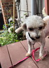 Dolly