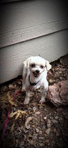 Dolly