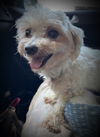 adoptable Dog in  named Dolly