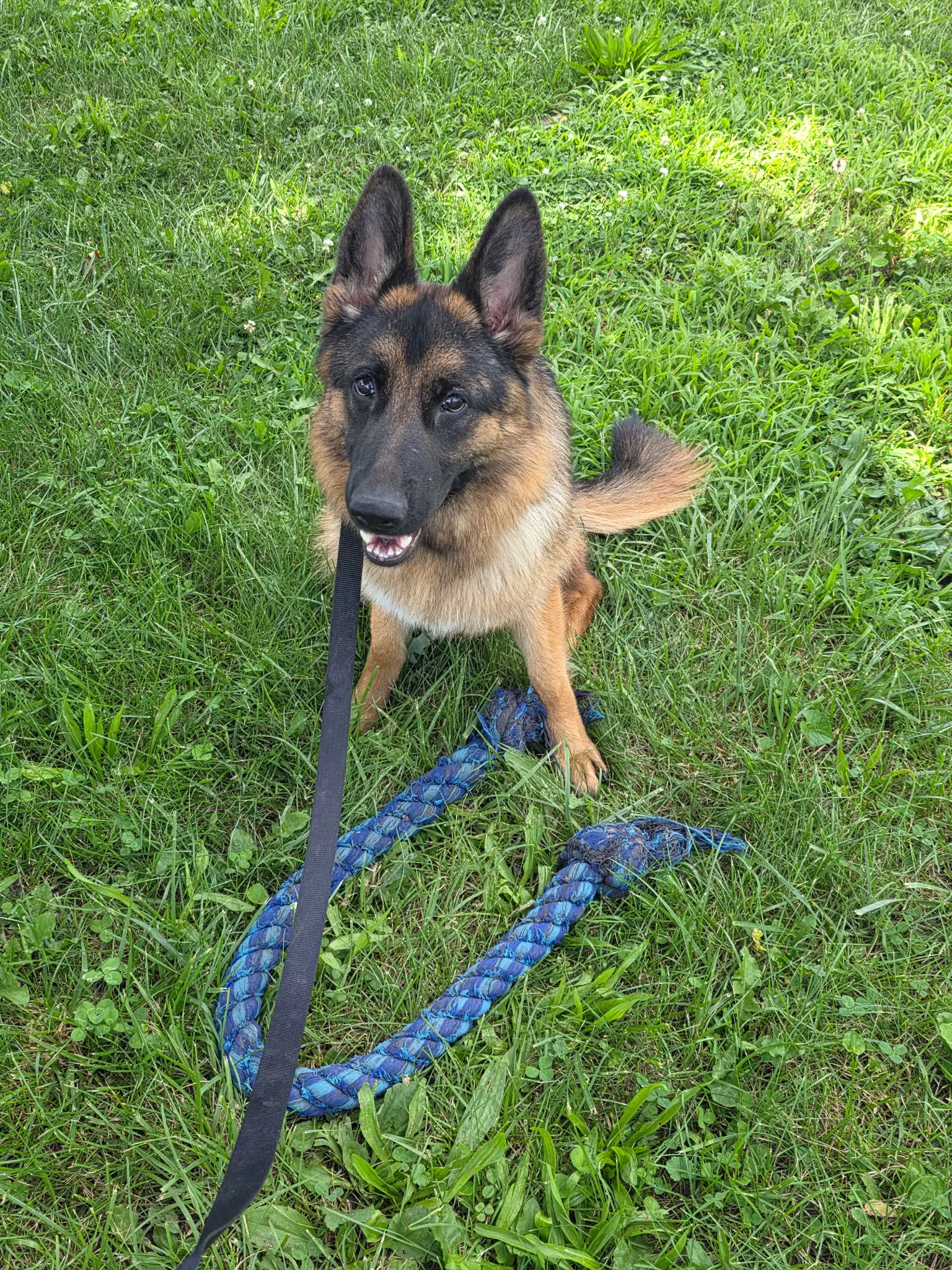 Matrix - German Shepherd Dog