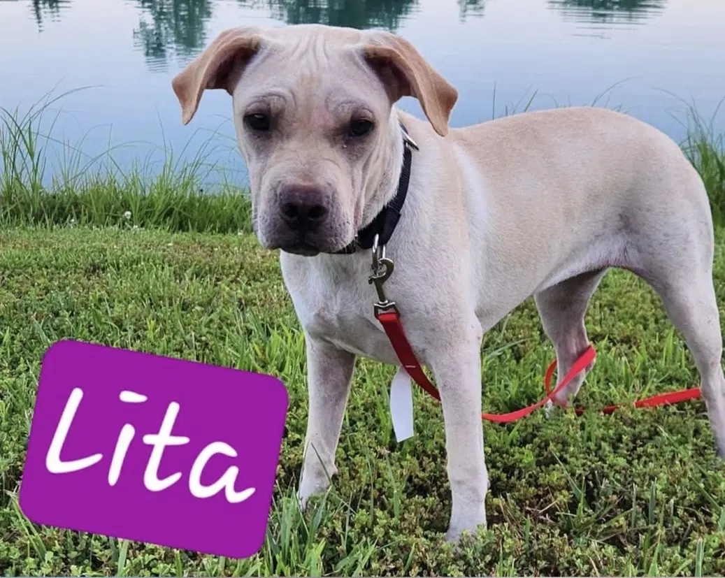 Lita image 2