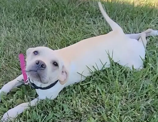 Lita - Labrador Retriever