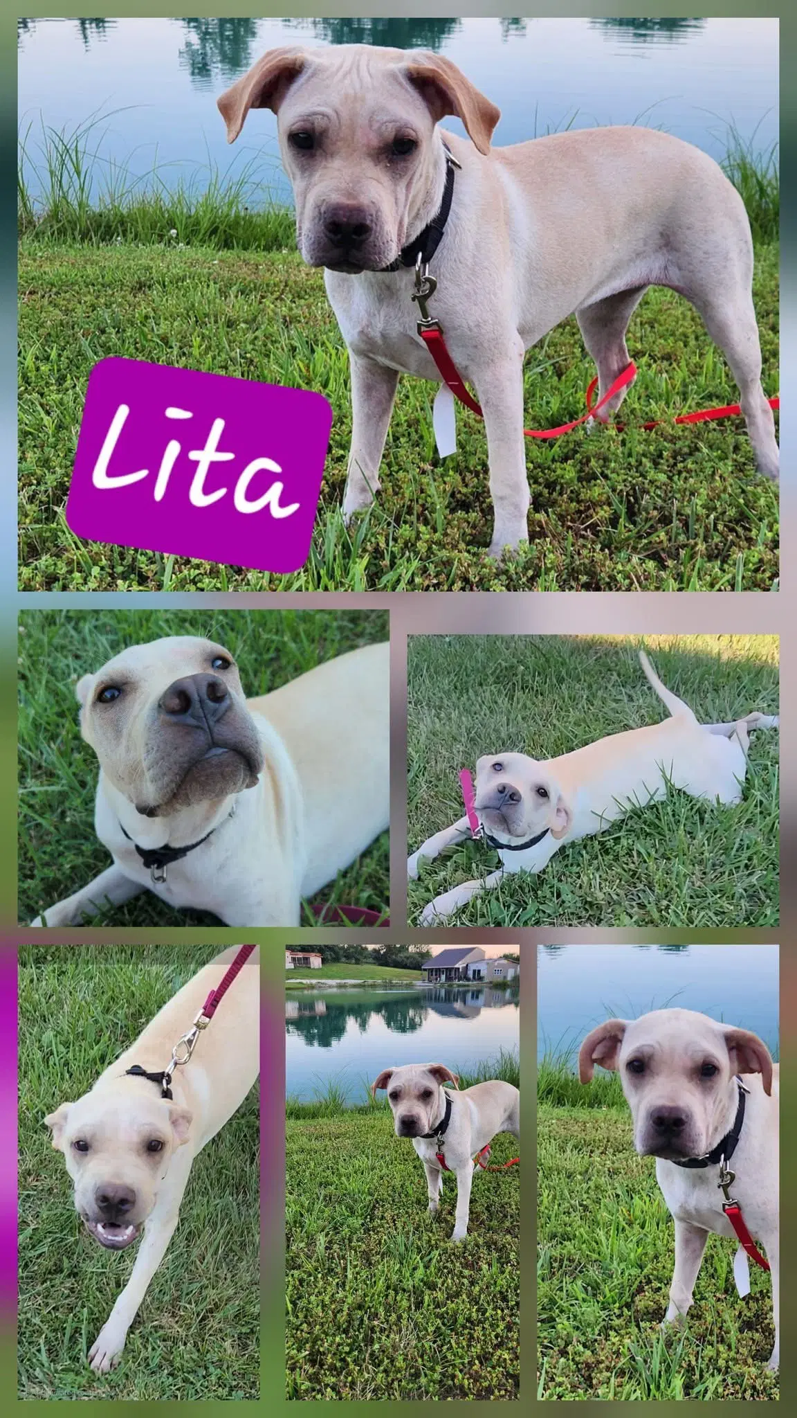Lita image 4