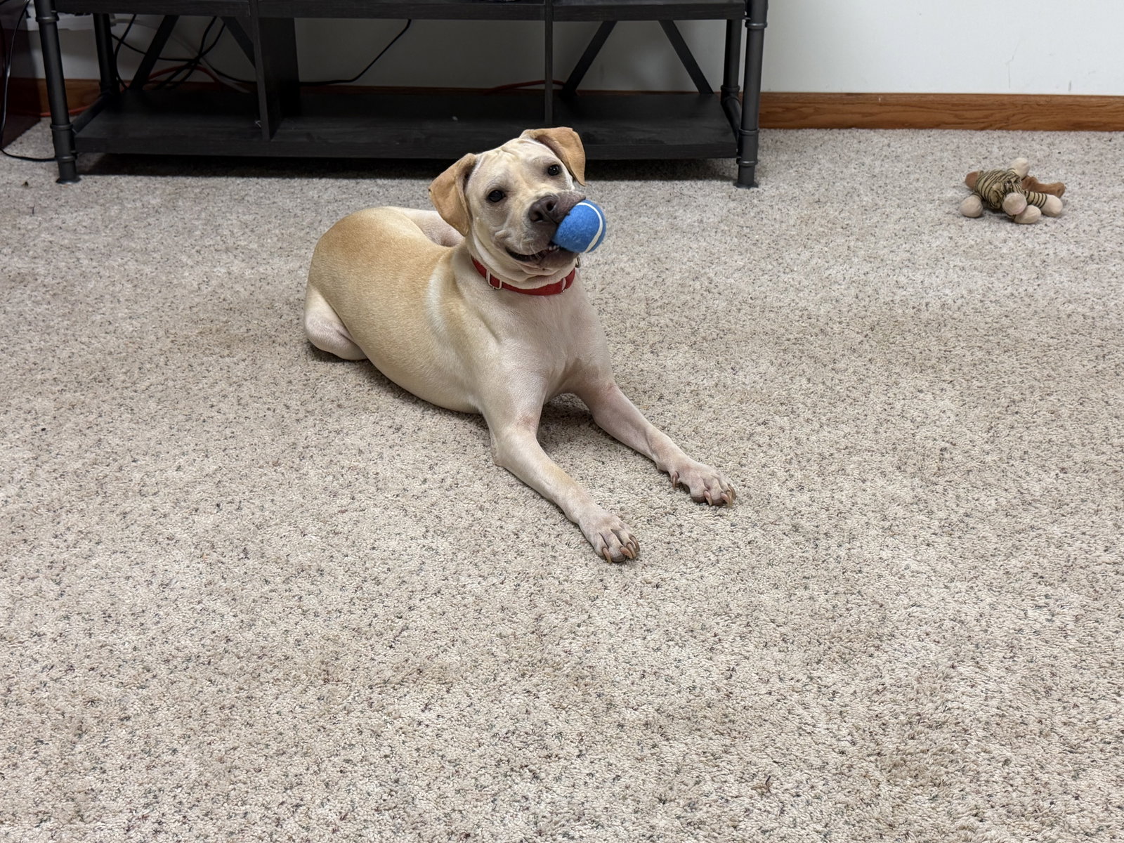 Lita, Labrador Retriever