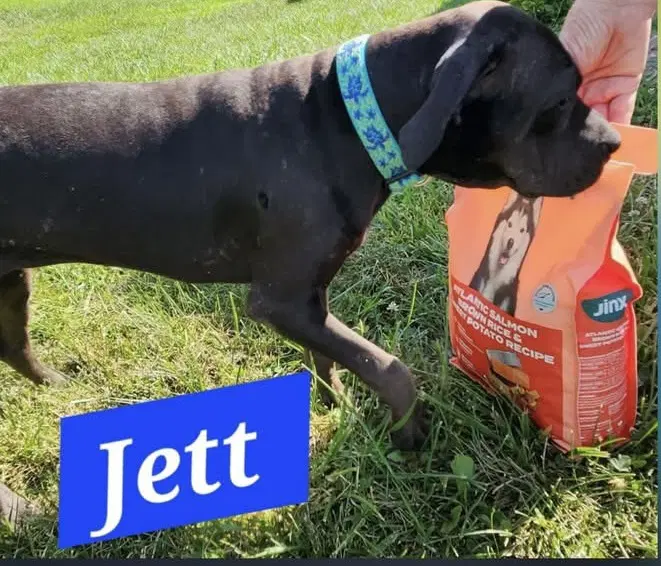 Jett image 2