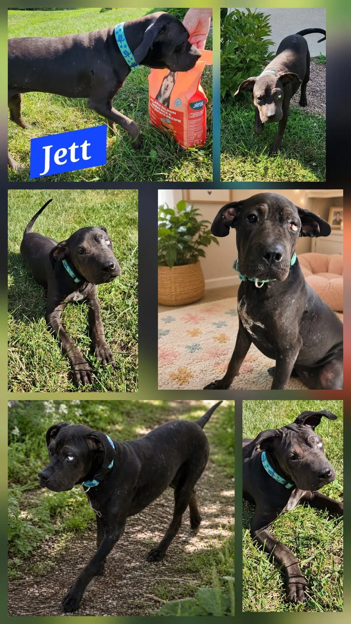 Jett image 3