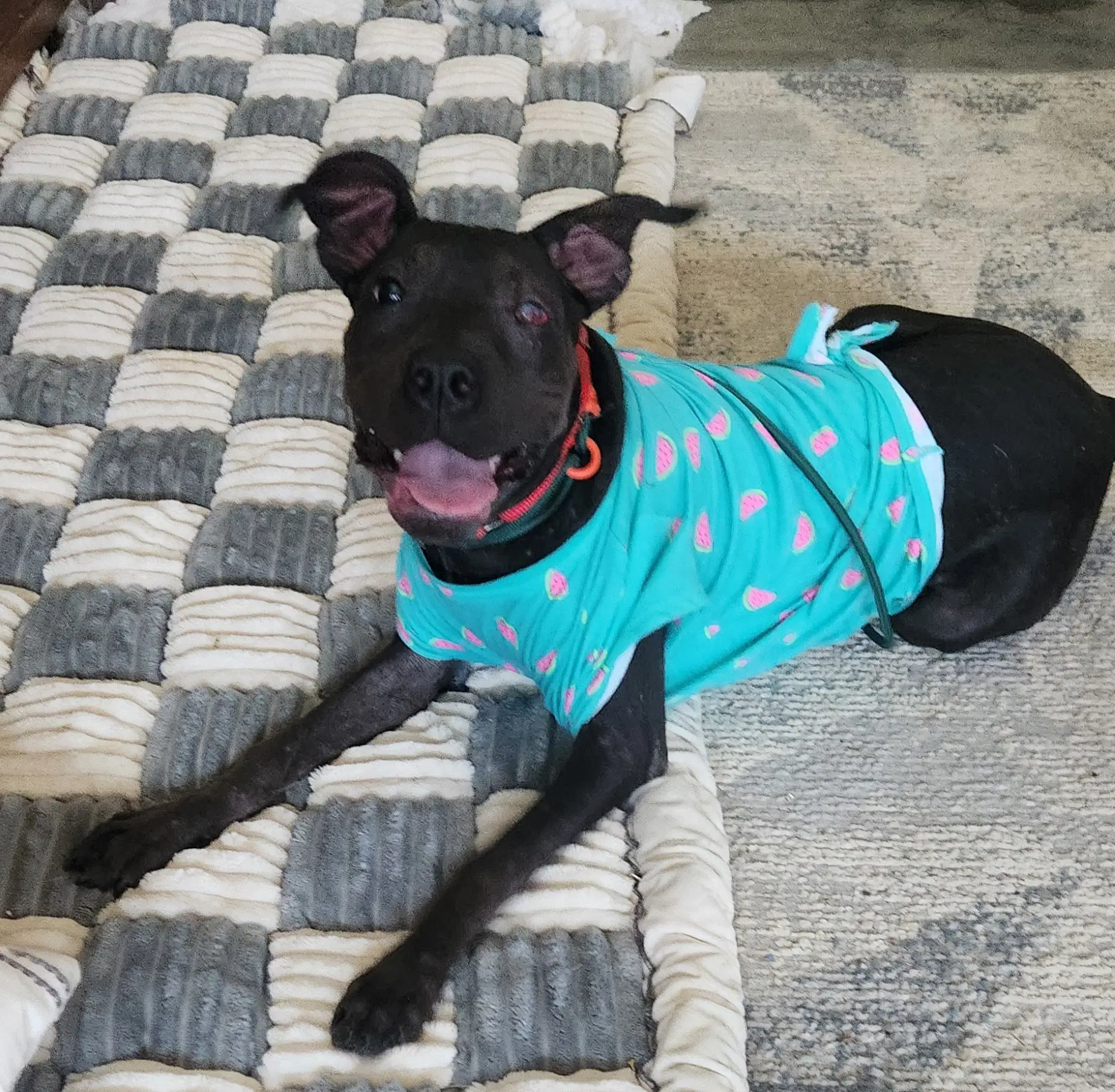 Jett - American Pit Bull Terrier