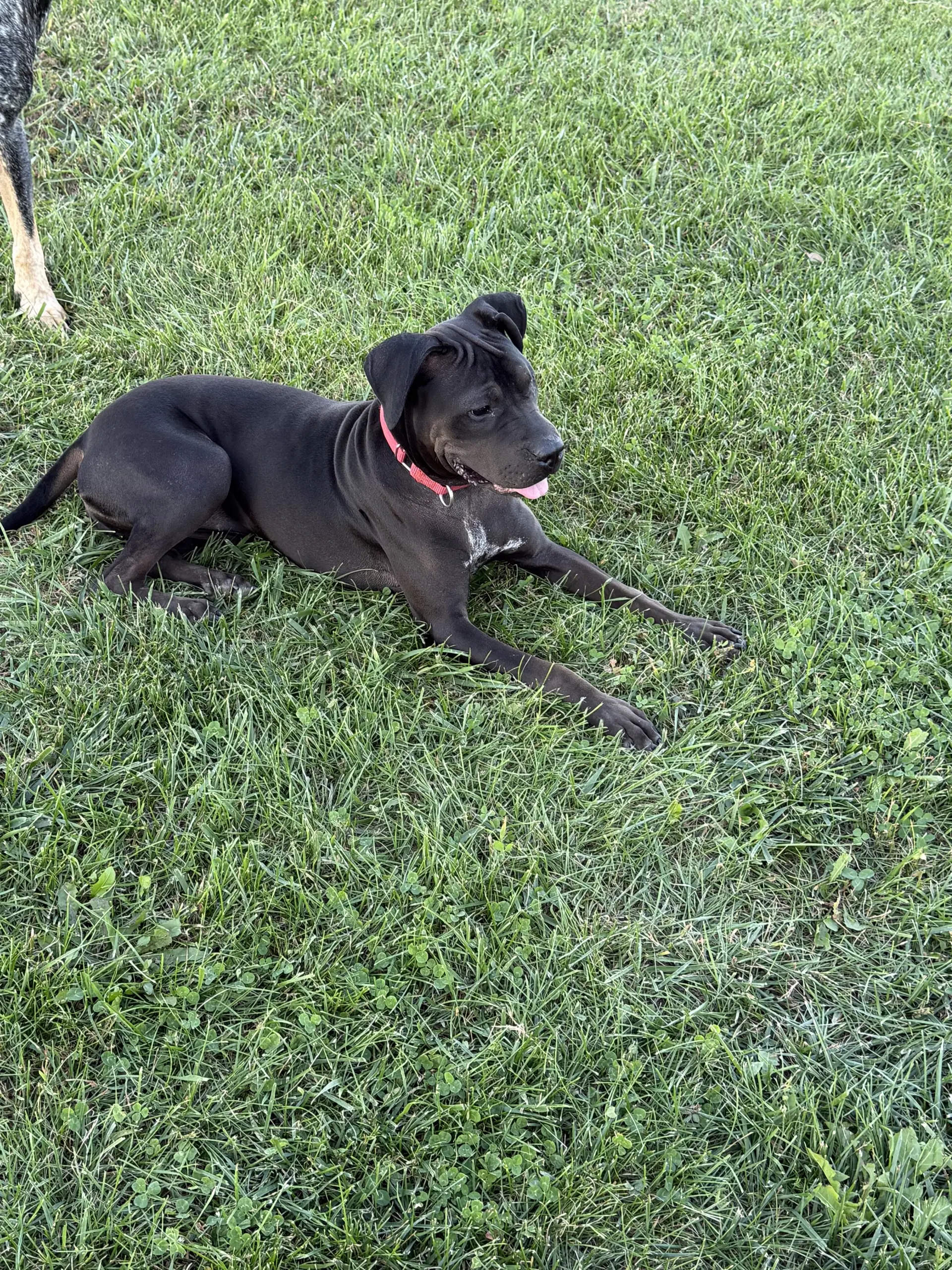 Jett image 4