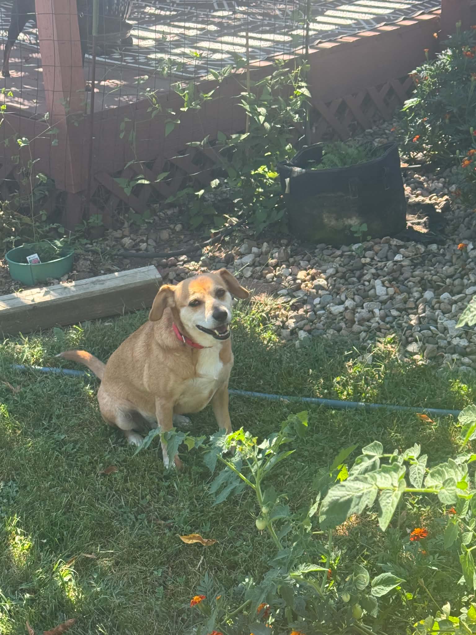 Bailey image 2