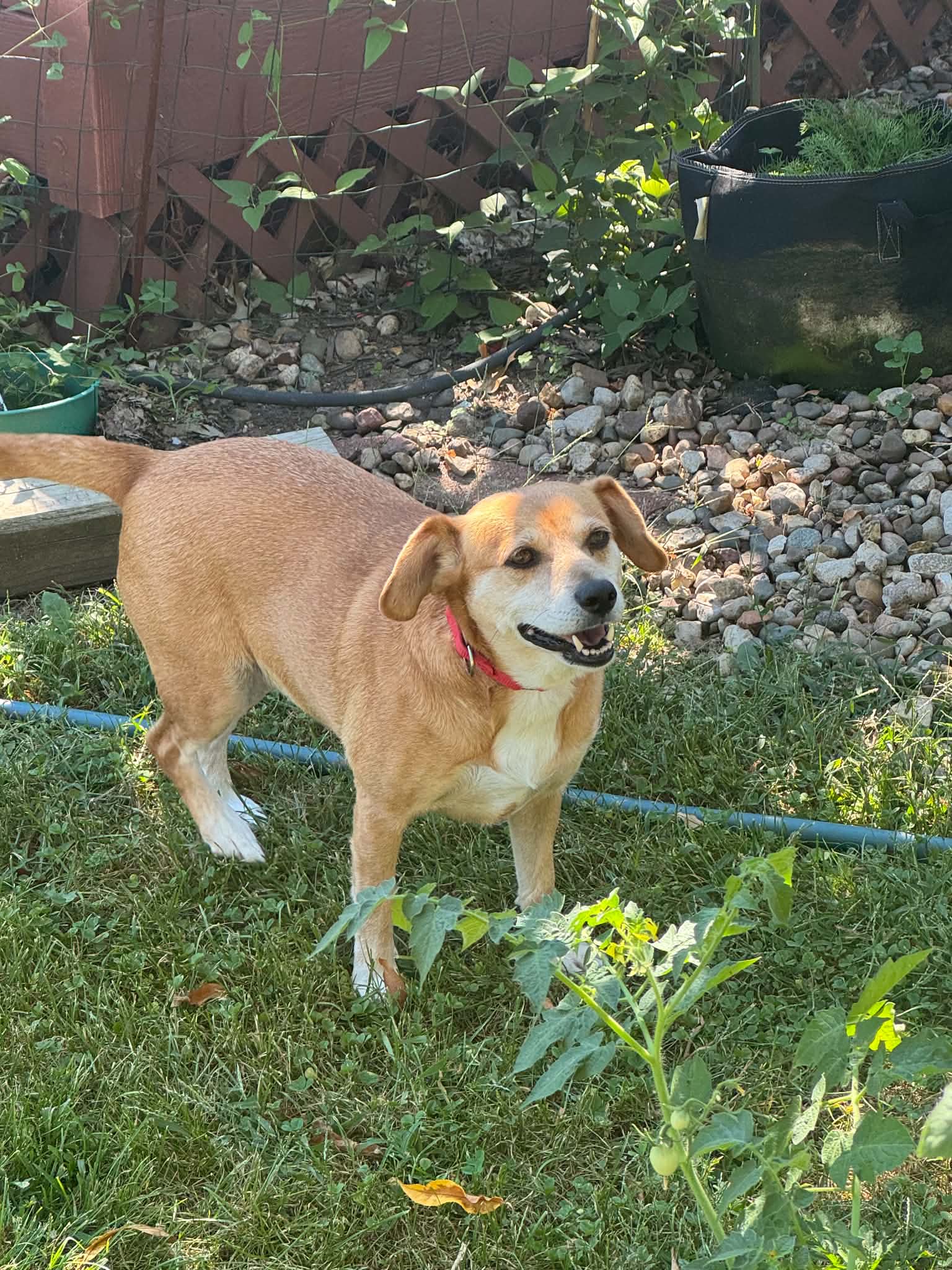 Bailey image 3