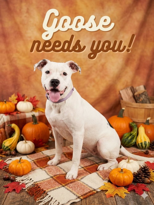 Goose, a dog for adoption from Friends of Macon County Missouri Animals
