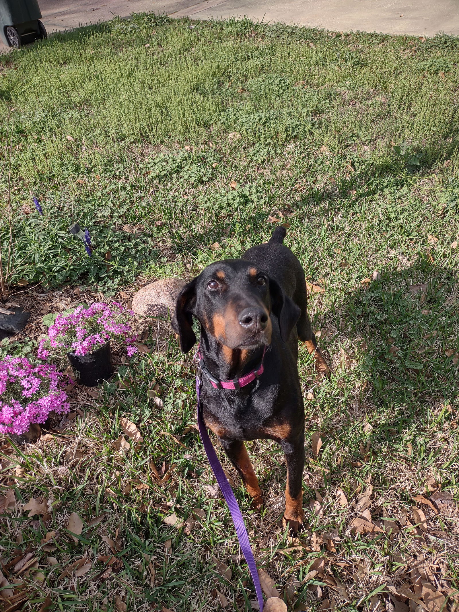 adoptable Dog in Huntsville, TX named Debbie