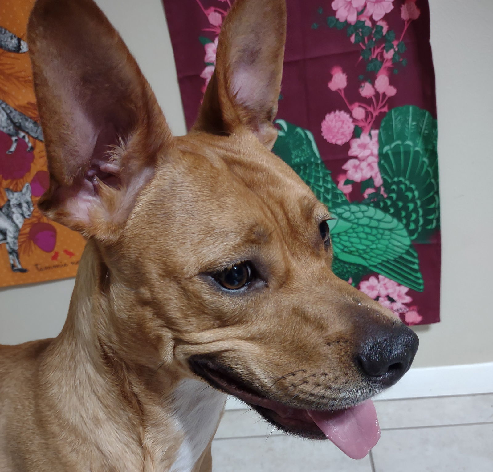 adoptable Dog in Huntsville, TX named Honey