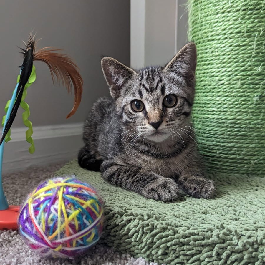 Cats for Adoption in Athens, Alpha Paw