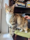 adoptable Cat in  named Penny