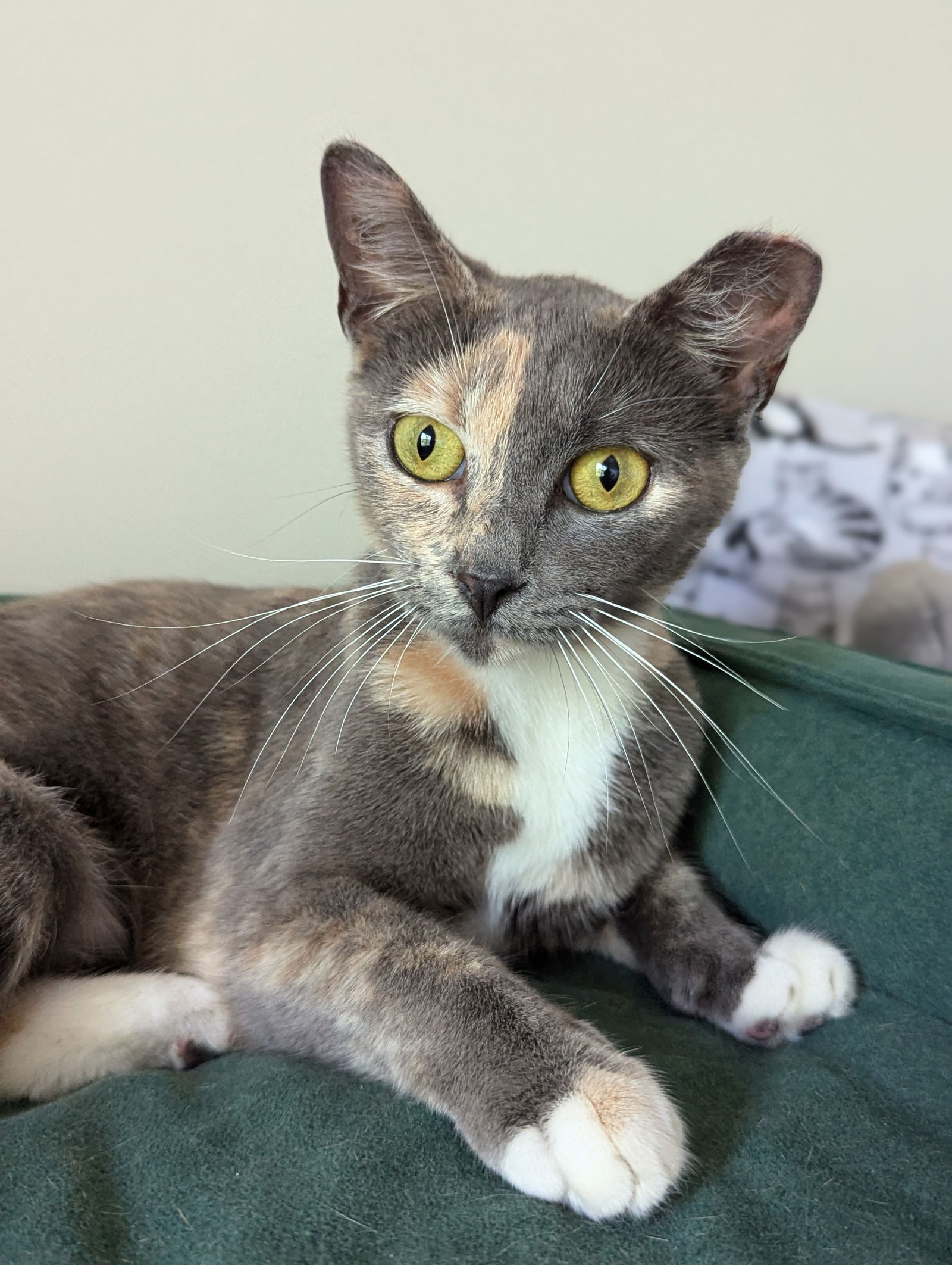 adoptable Cat in Atlanta, GA named Peach