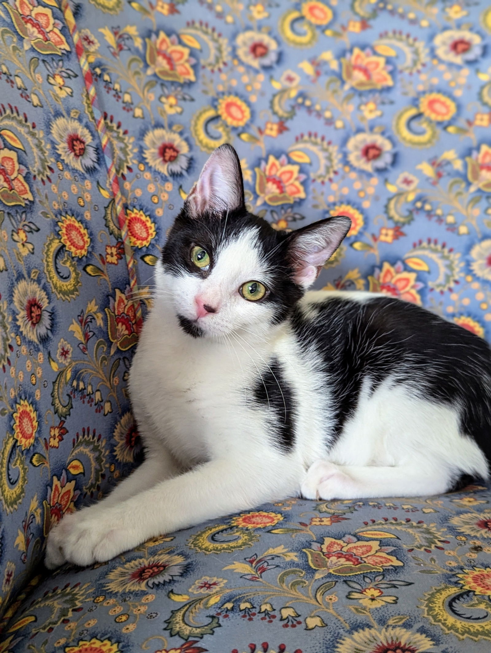 adoptable Cat in Atlanta, GA named Pepe le Pew (Pure Sugar Baby)