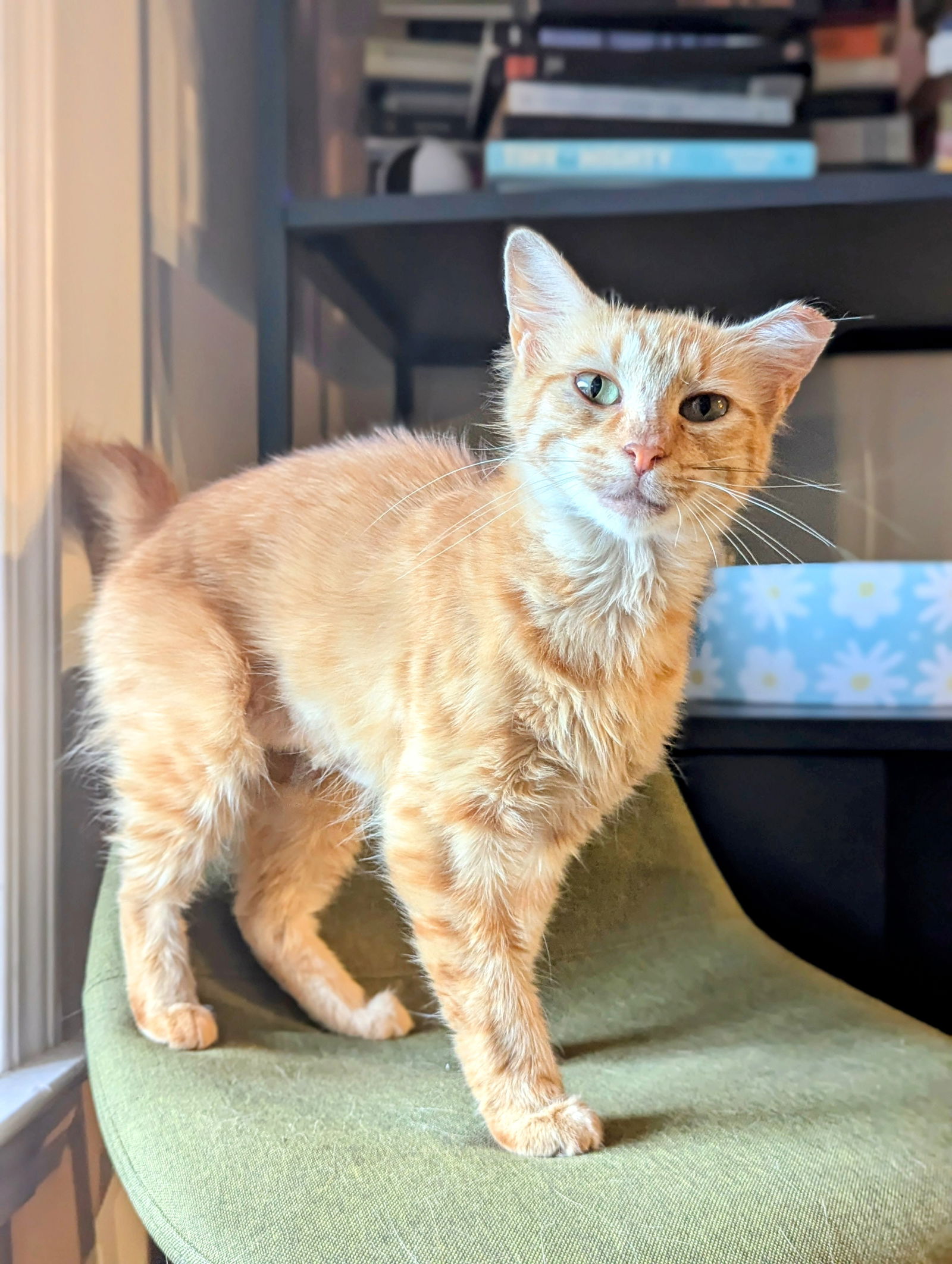 adoptable Cat in Atlanta, GA named Carrots (Orange Girl)