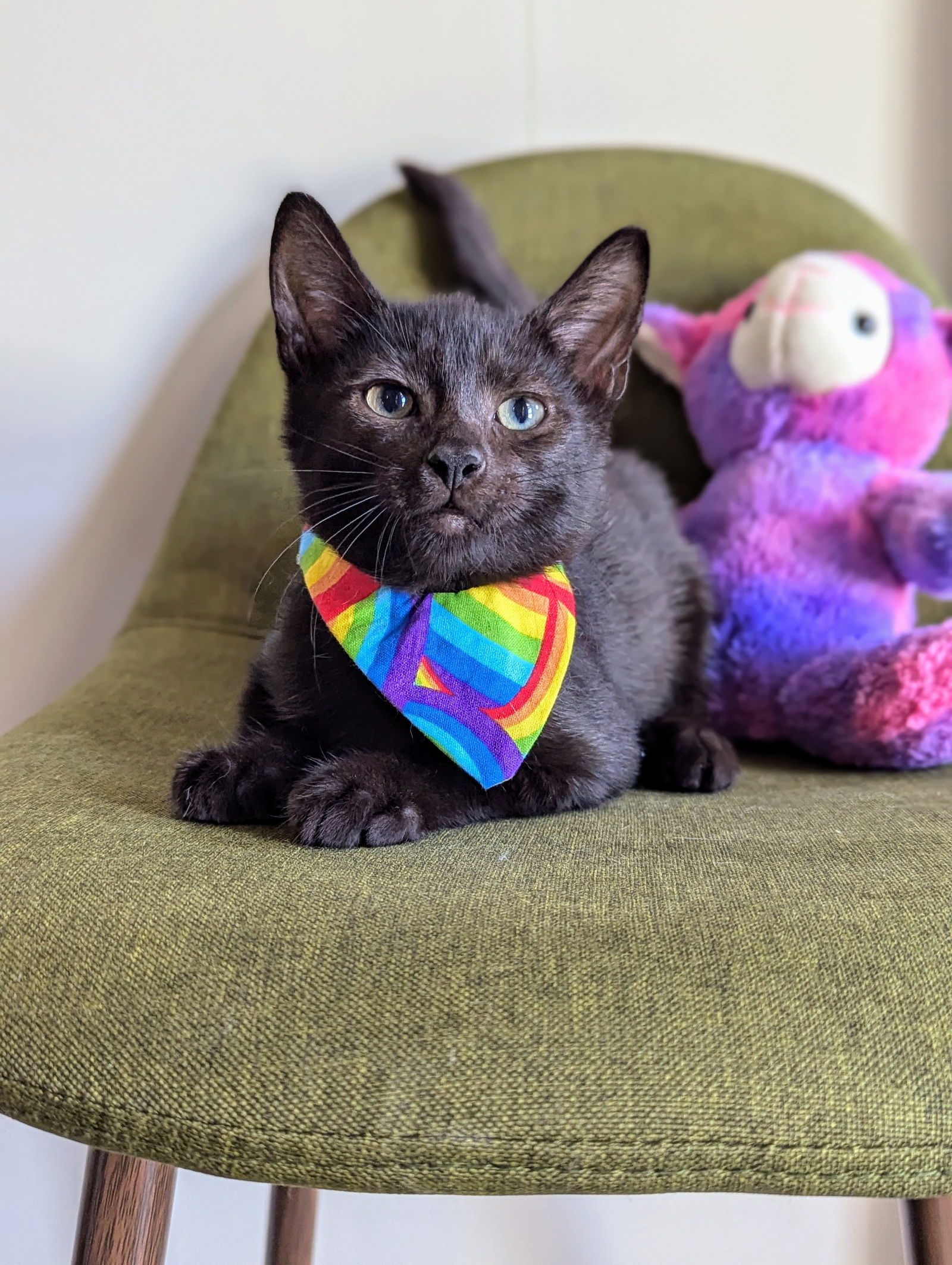 adoptable Cat in Atlanta, GA named Henry (Bunnies Litter)