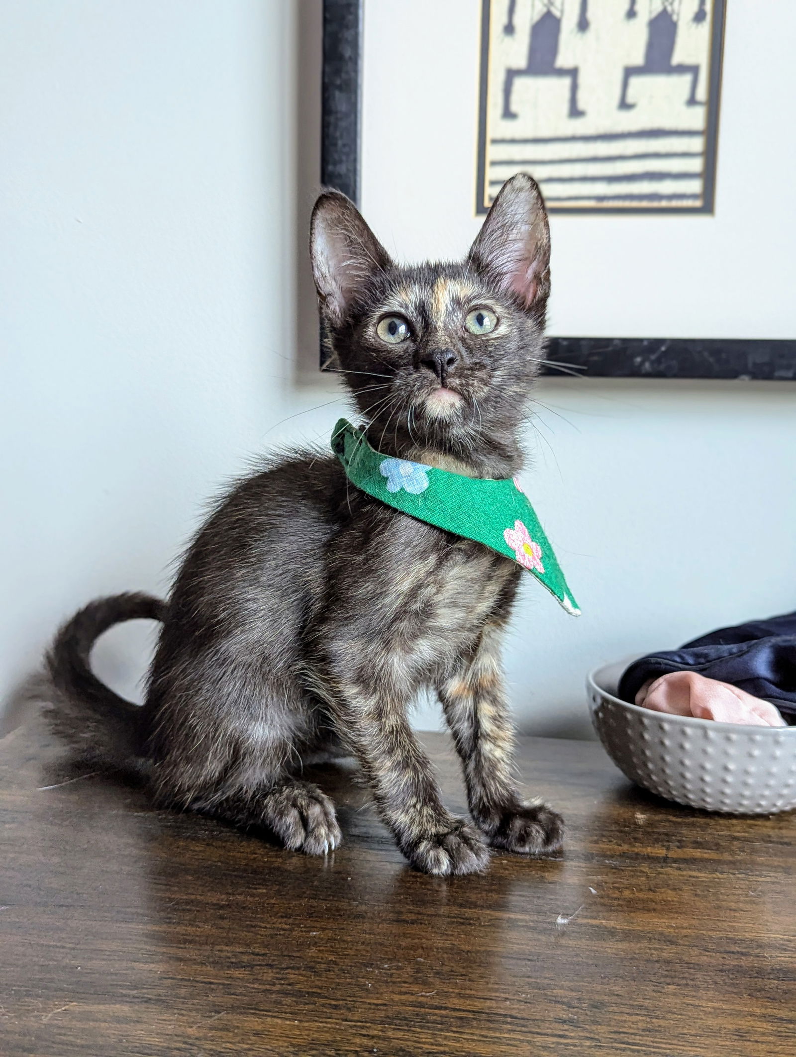 adoptable Cat in Atlanta, GA named Pixie (Bunnies Litter)