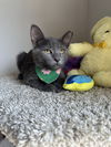 adoptable Cat in  named Gracin (Itty-bitty Litter)