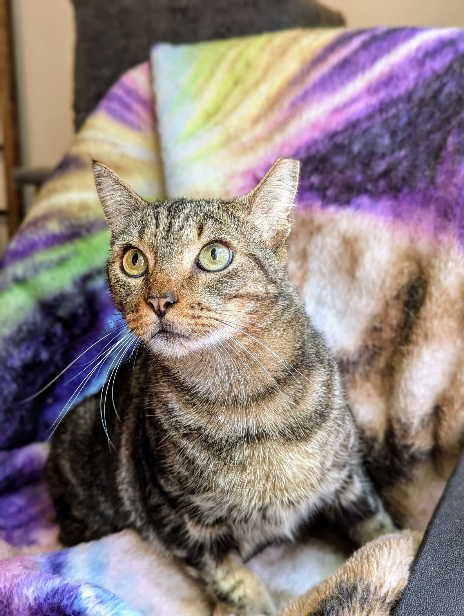 adoptable Cat in Tucker, GA named Rug (Distinguished Gentleman)