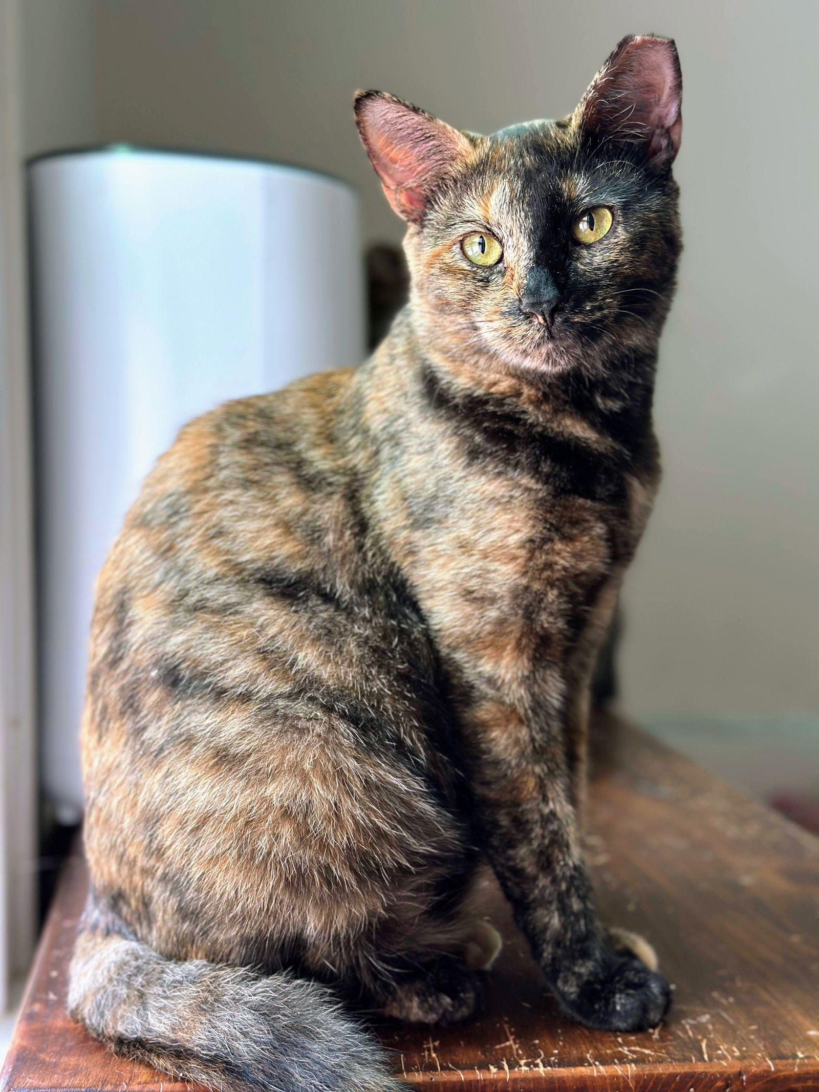 adoptable Cat in Tucker, GA named Esmeralda (Purring Machine)