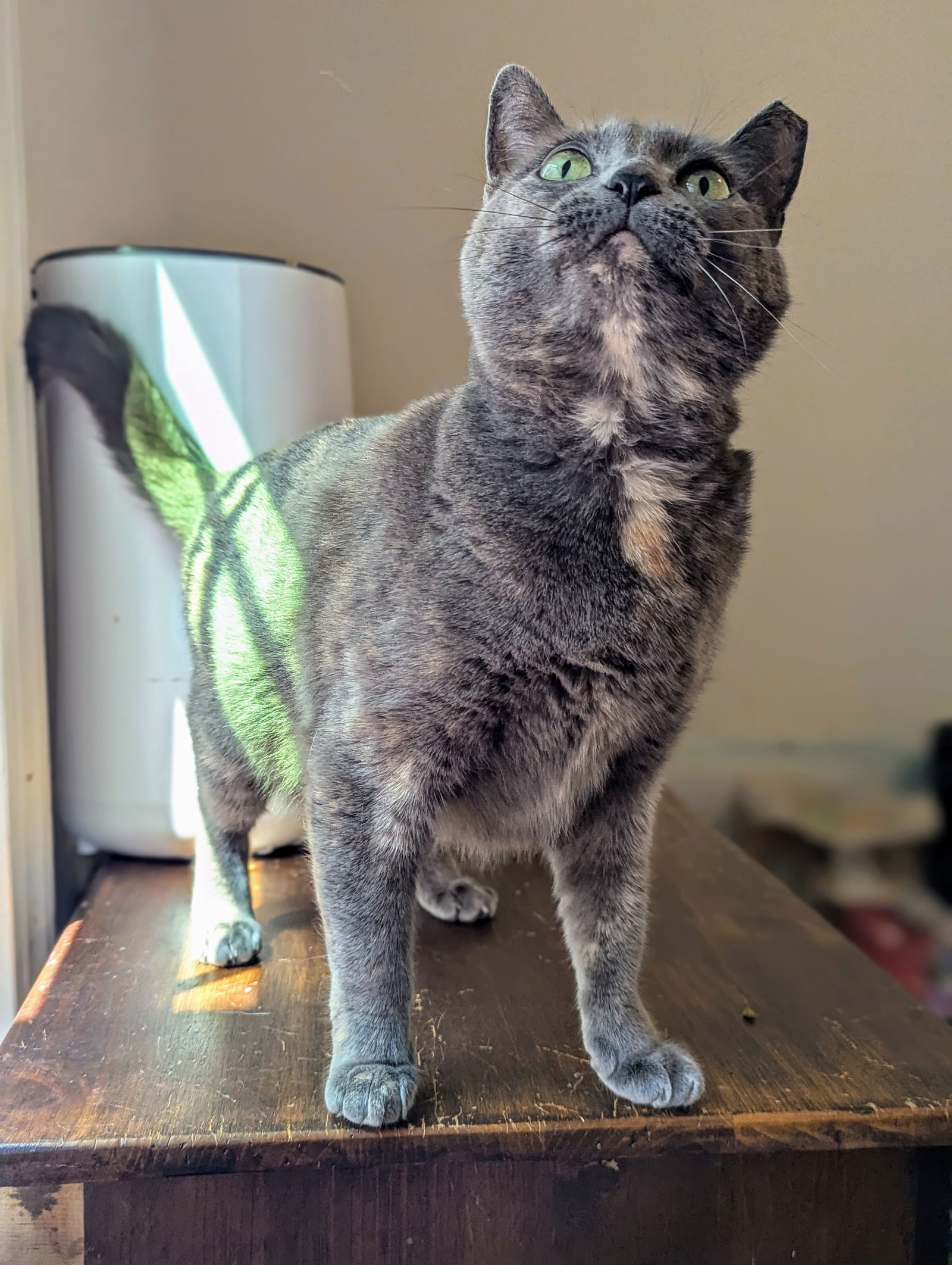 adoptable Cat in Atlanta, GA named Gracie (Lap Kitty)