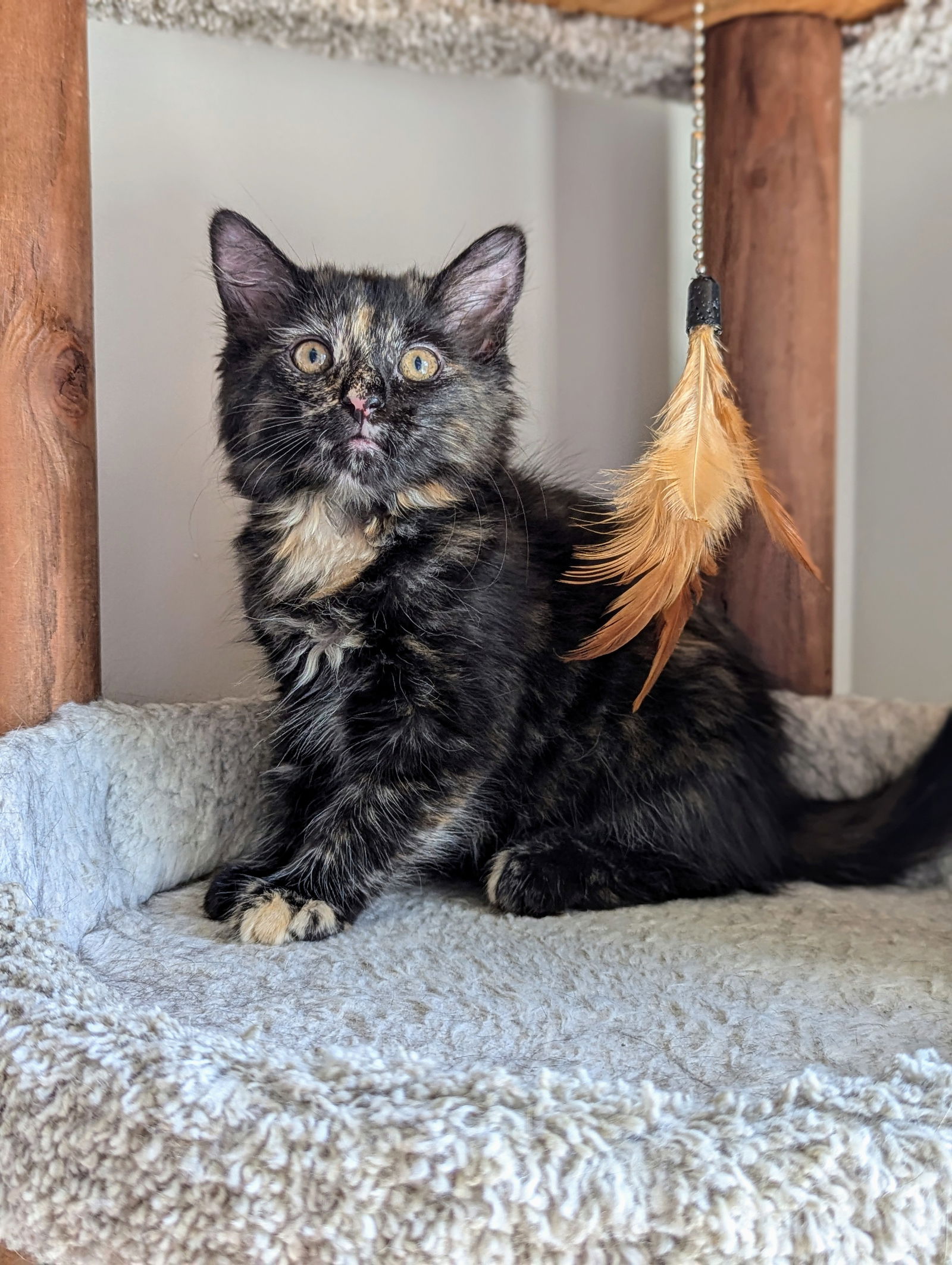 adoptable Cat in Atlanta, GA named Goji (Kitten Garden Litter)