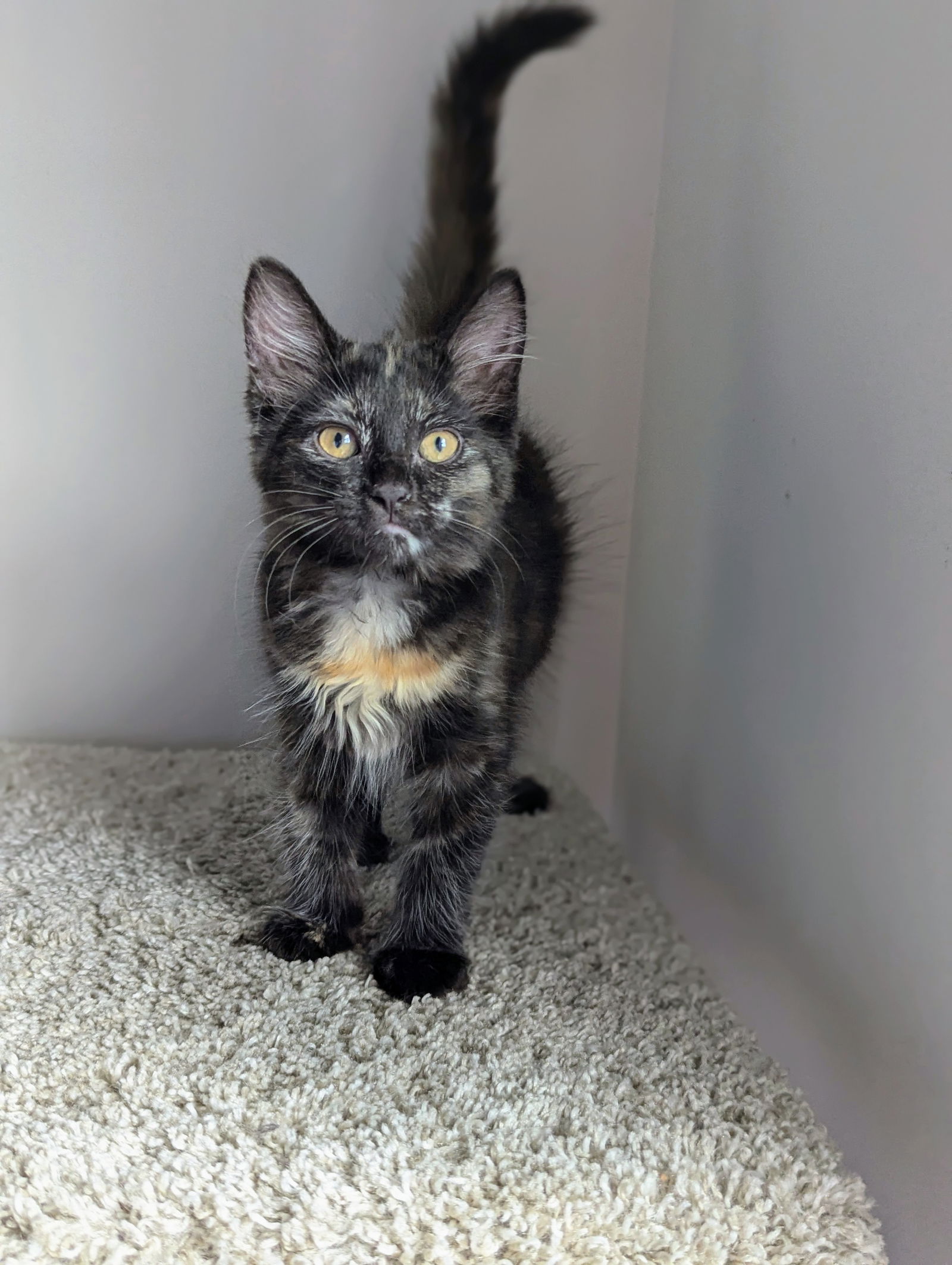 adoptable Cat in Atlanta, GA named Clover (Kitten Garden Litter)