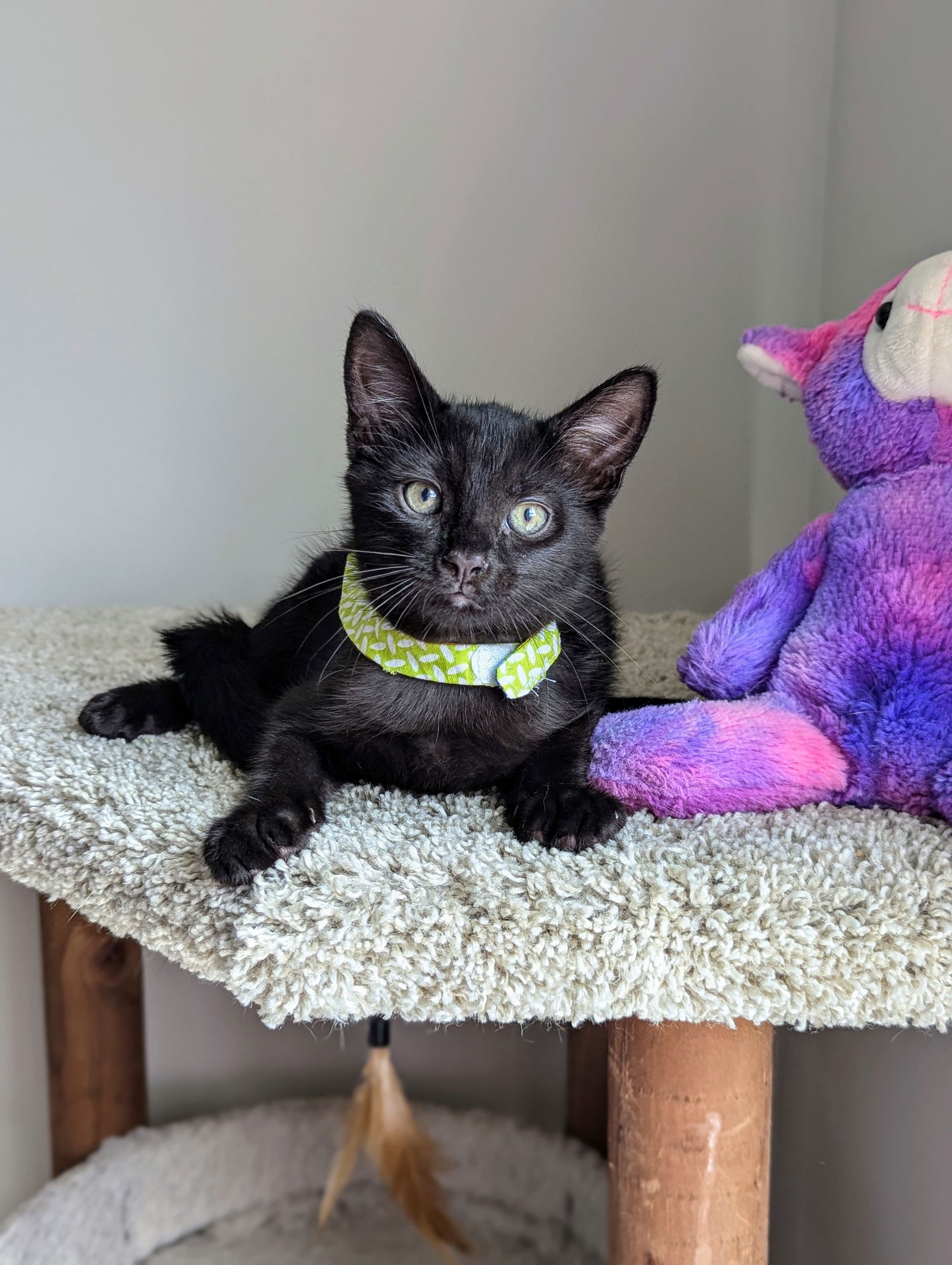 adoptable Cat in Atlanta, GA named Spud (Kitten Garden Litter)