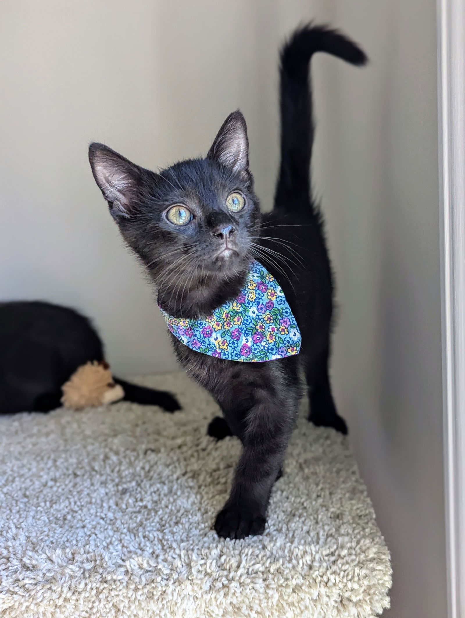 adoptable Cat in Atlanta, GA named Fern (Kitten Garden Litter)