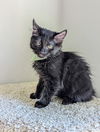 adoptable Cat in  named Hosta (Kitten Garden Litter)