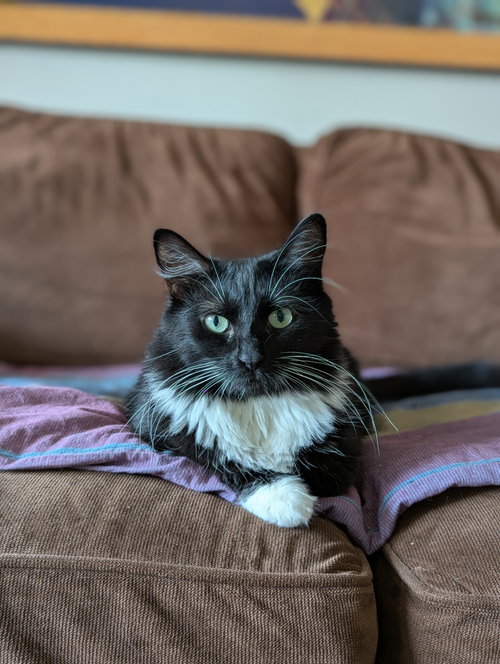 Powerpuff (Tiny but mighty), a cat for adoption from Little Lives Animal Rescue