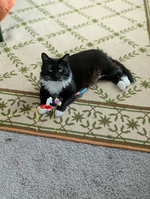 Photo 5 of Powerpuff (Tiny but mighty)