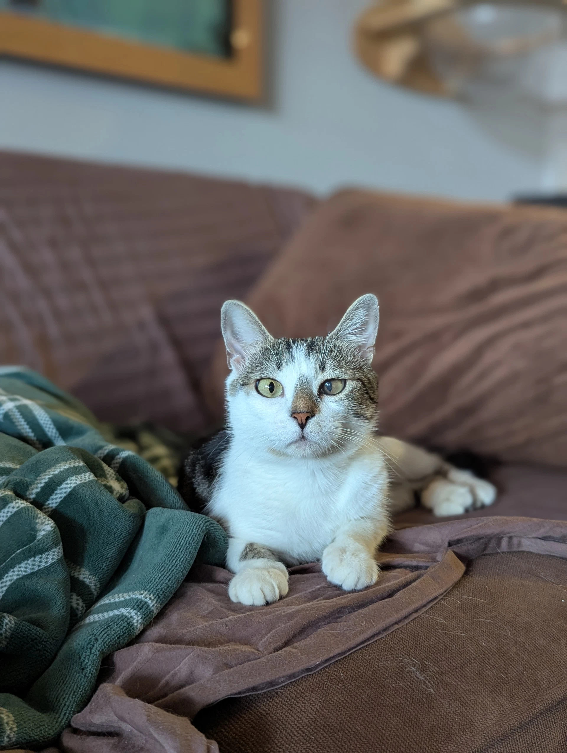 Buttercup