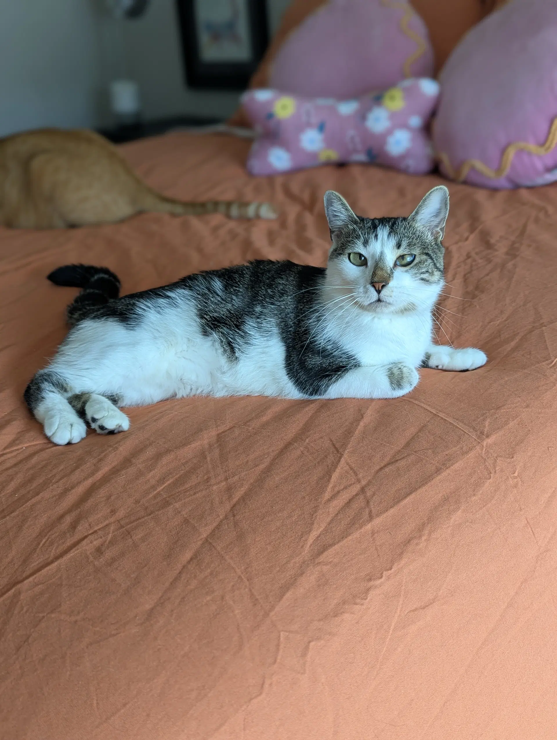 Buttercup image 4