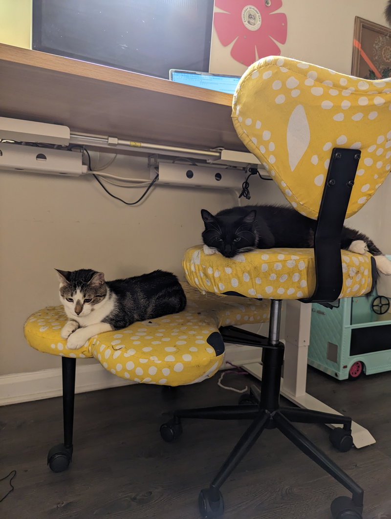 Buttercup, photo 9