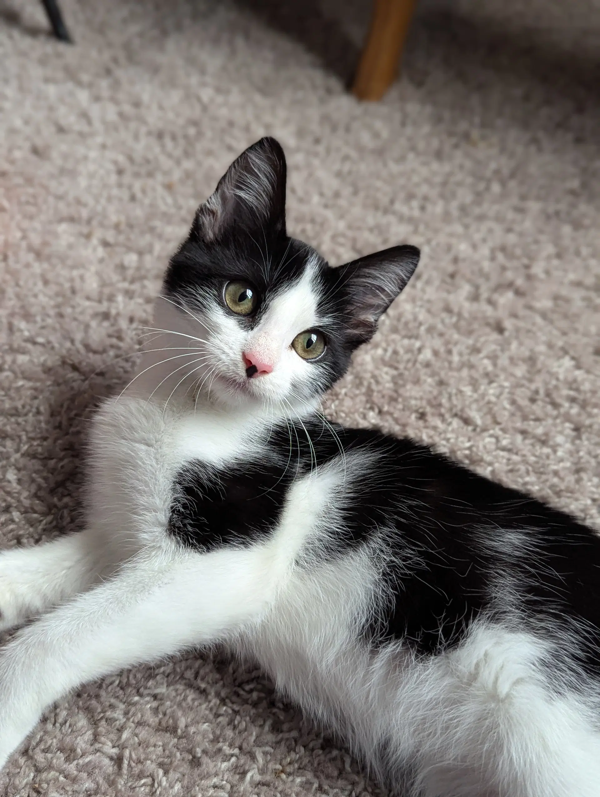 Bubbles - Domestic Short Hair