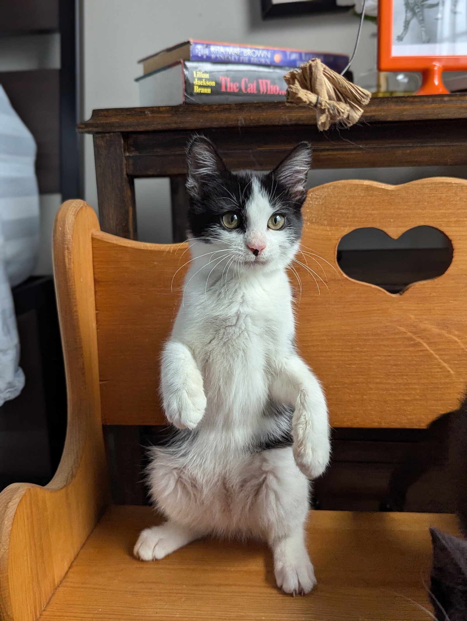 Bubbles (Shoulder kitten), photo 5