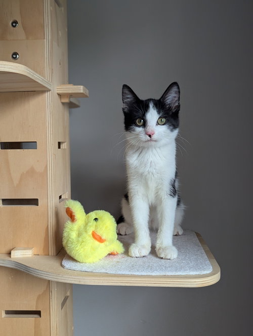Photo 6 of Bubbles (Shoulder kitten)