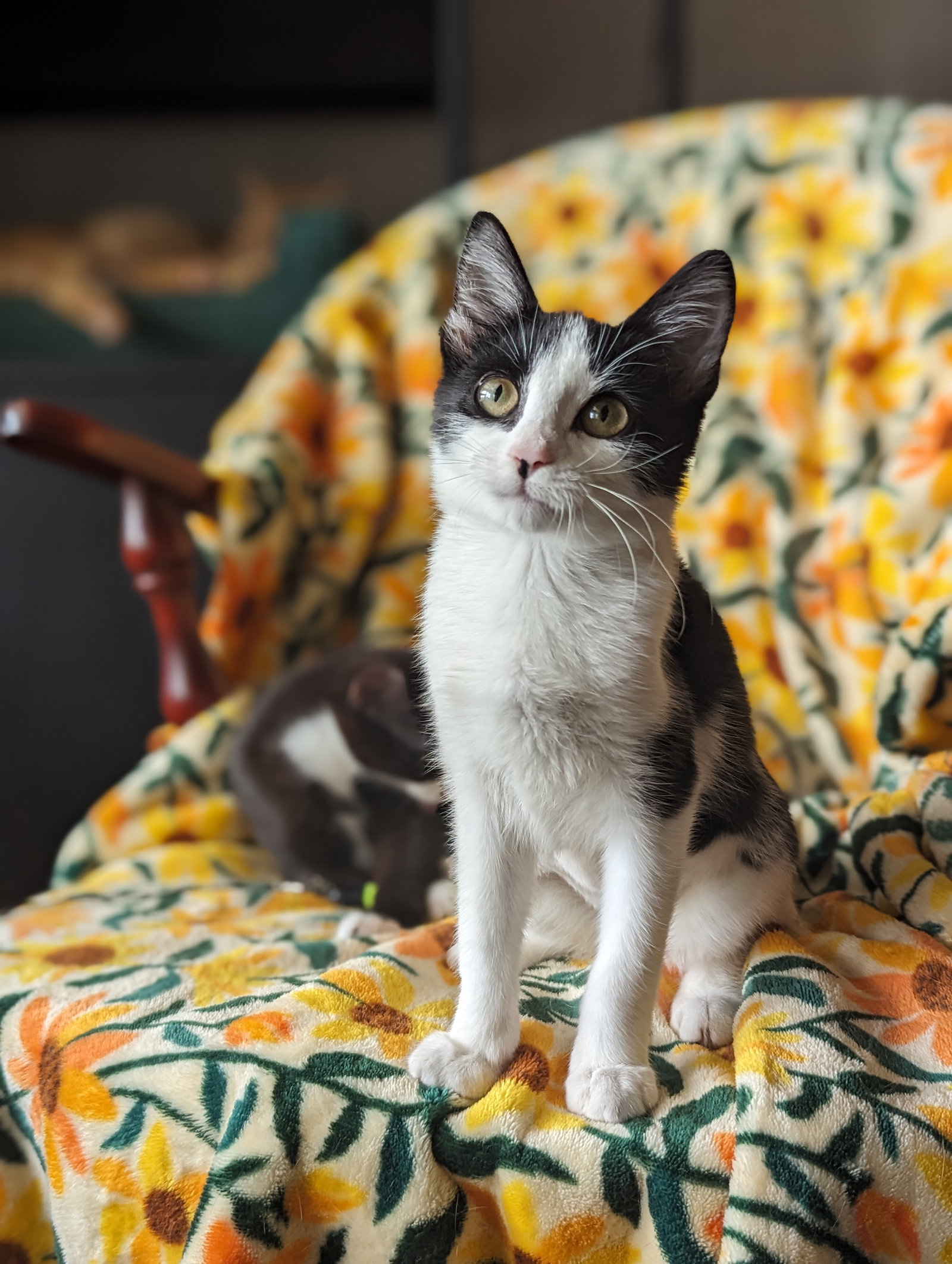 Bubbles (Shoulder kitten), photo 8